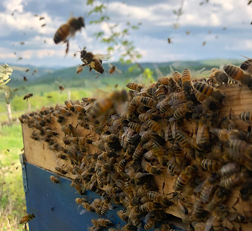 Attività in apiario